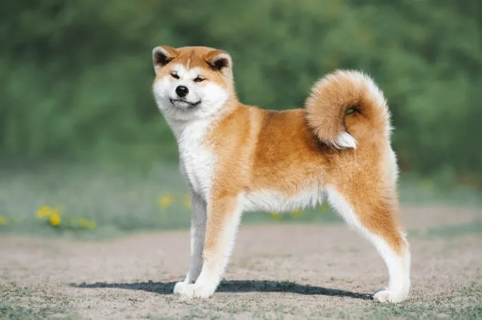 Aki Poo
